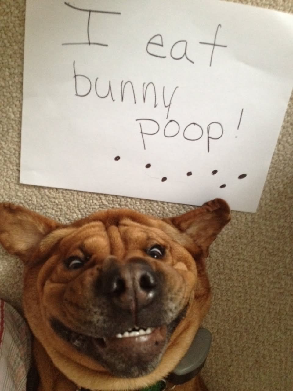 I Eat Bunny Poop Funny Dog Image