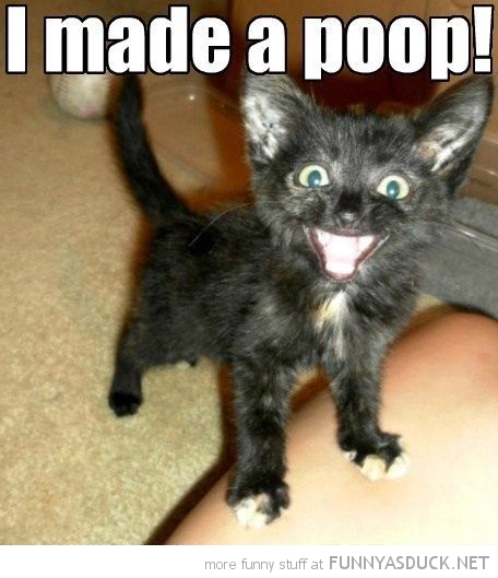 I Made A Poop Funny Kitten Image