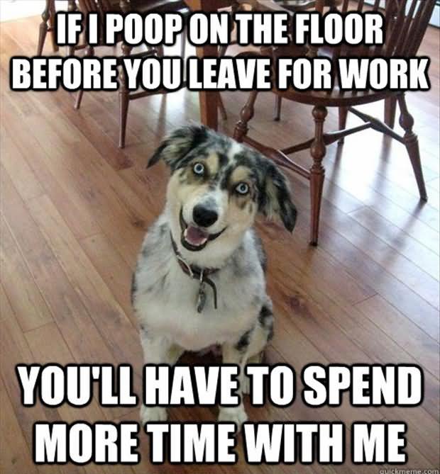 If I Poop On The Floor Before You Leave For Work Funny Dog Meme Image