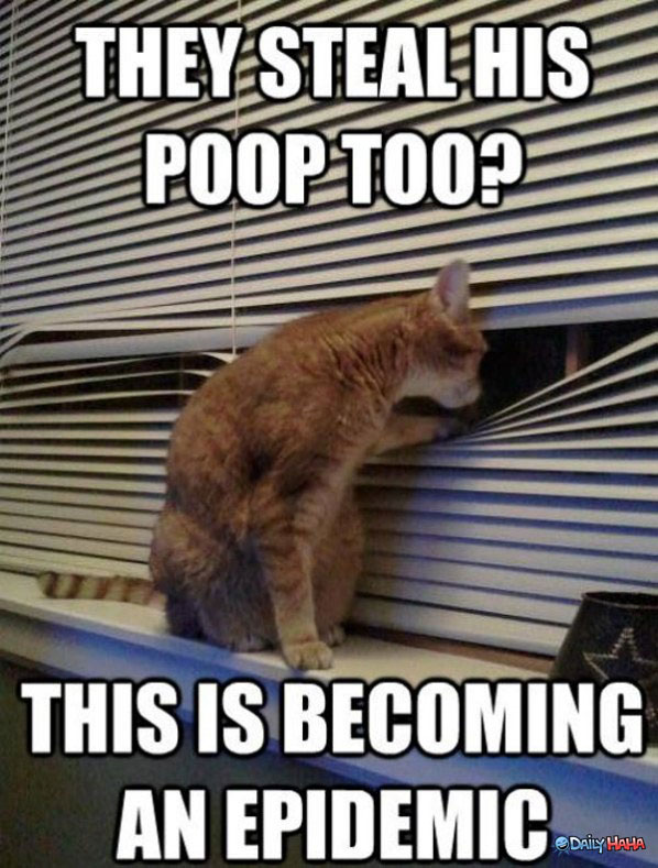 They Steal His Poop Too Funny Cat Picture
