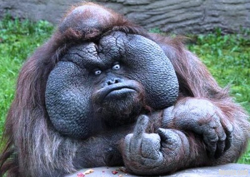 Ape Funny Flip Off Picture For Facebook