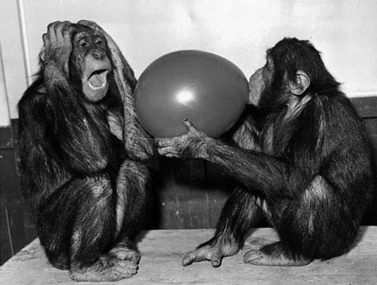 Balloon Fluff Funny Chimpanzees Black And White Picture