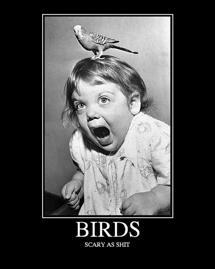 Birds Scary As Shit Funny Motivational Poster
