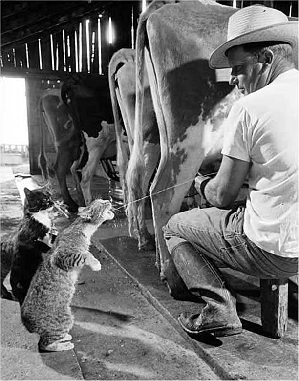 Cat Drinking Milk Funny Black And White Picture