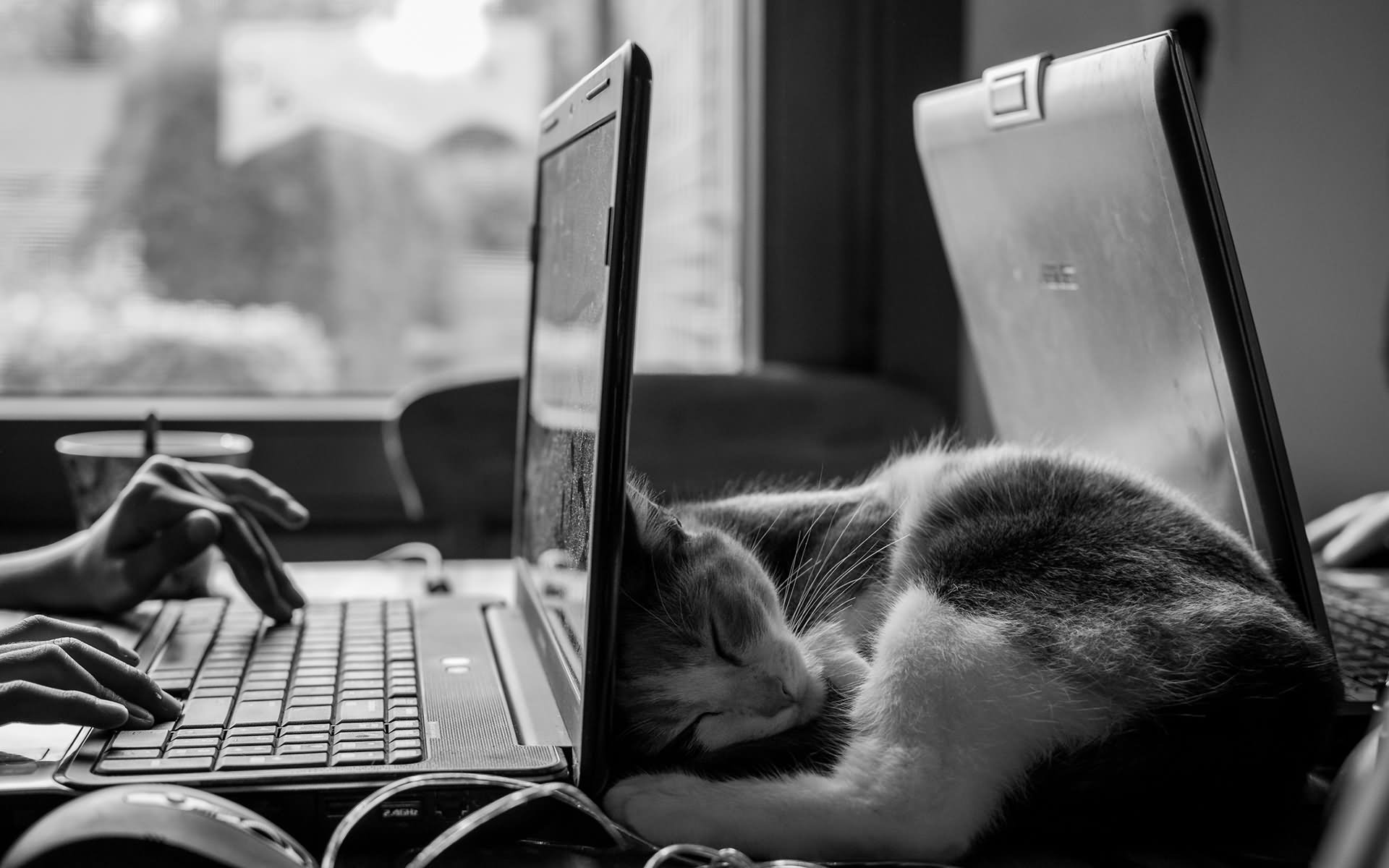 Cat Sleeping Behind Laptop Funny Black And White Picture
