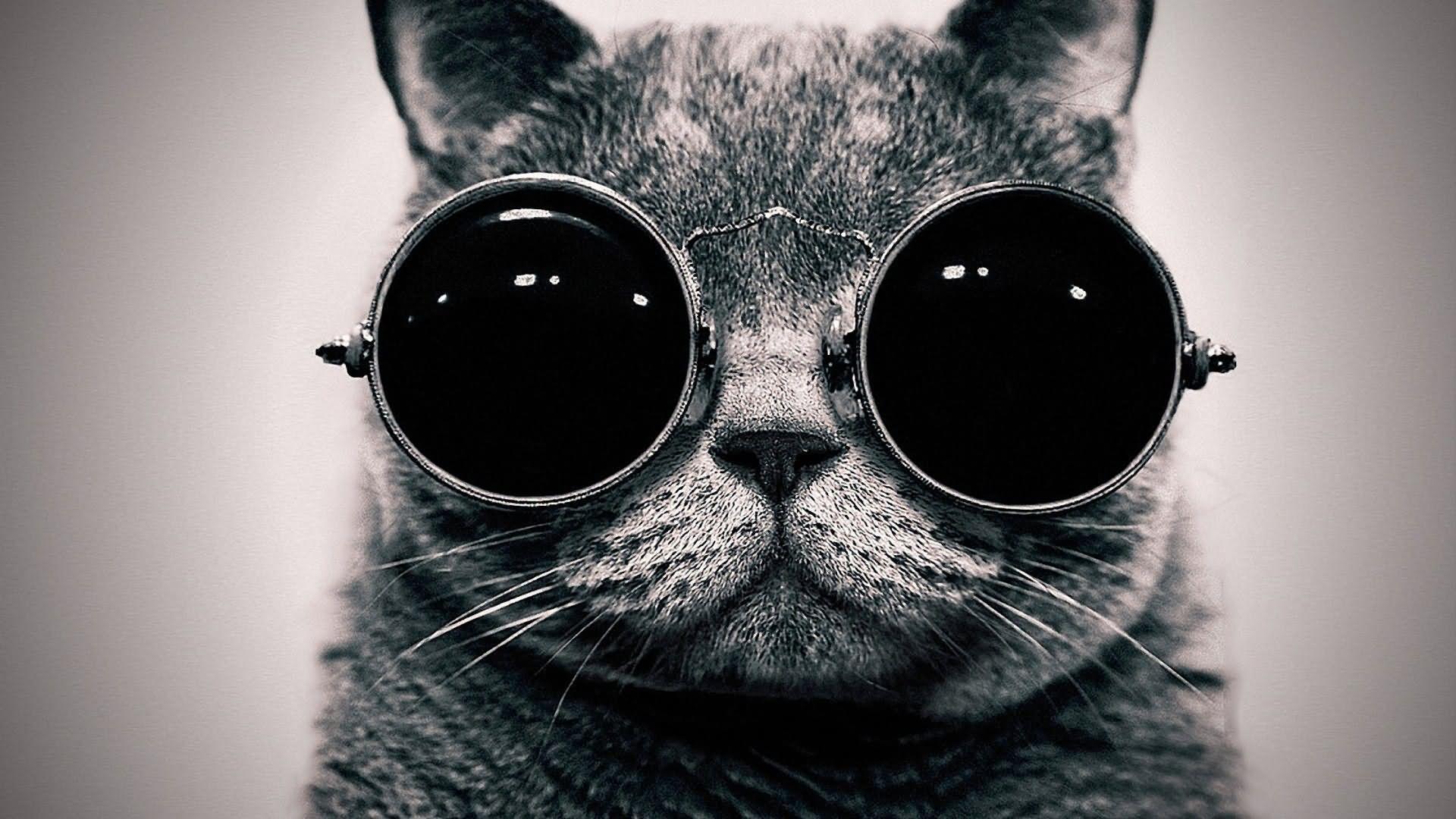 Cat Wearing Vintage Sunglasses Funny Black And White Wallpaper