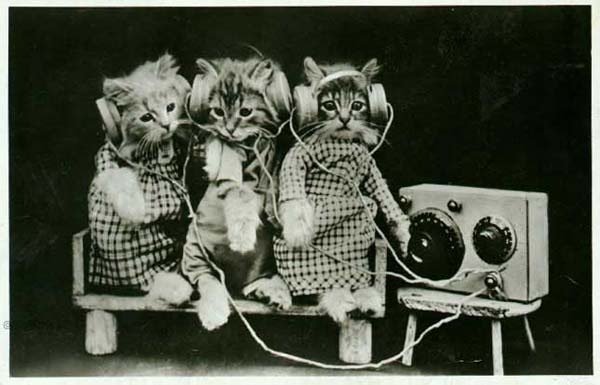 Cats Listening Music Funny Black And White Image