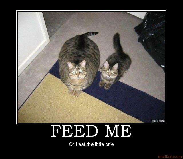 Cats Say Feed Me Funny Motivational Picture