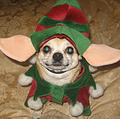 Dog In Elf Costume Funny Picture