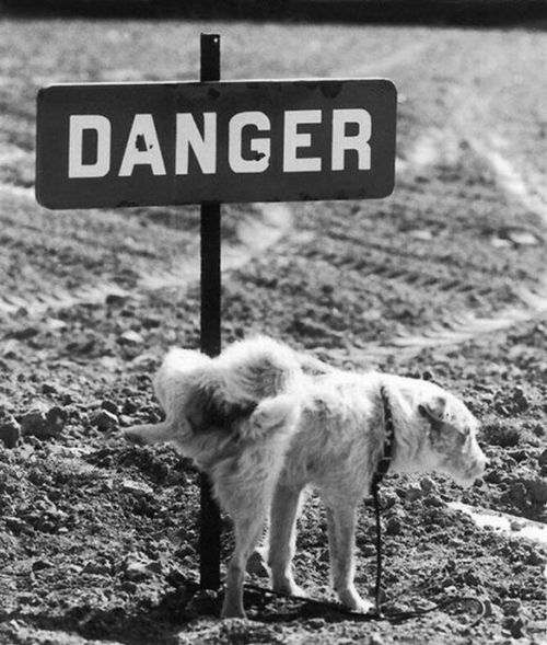 Dog Pee Under Danger Sign Board Funny Black And White Image For Whatsaap