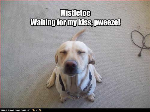 Dog Say Mistletoe Waiting For My Kiss Funny Picture