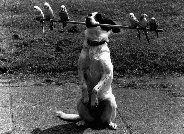 Cane con uccelli divertente immagine in bianco e nero