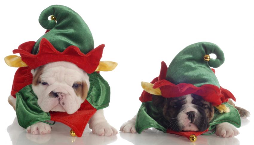 Dogs In Elves Costume Funny Picture