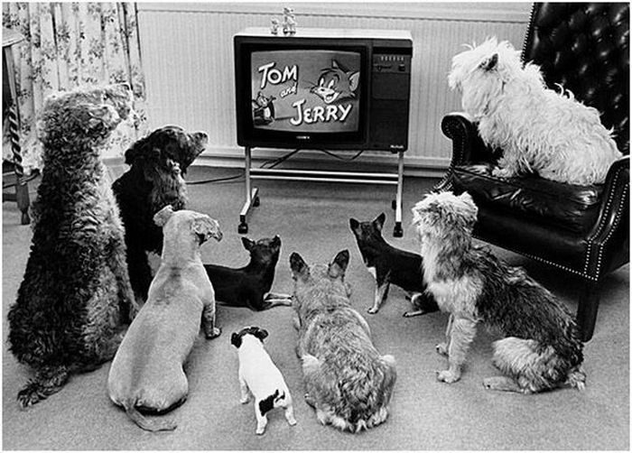 Cani guardando Tom e Jerry divertente immagine in bianco e nero