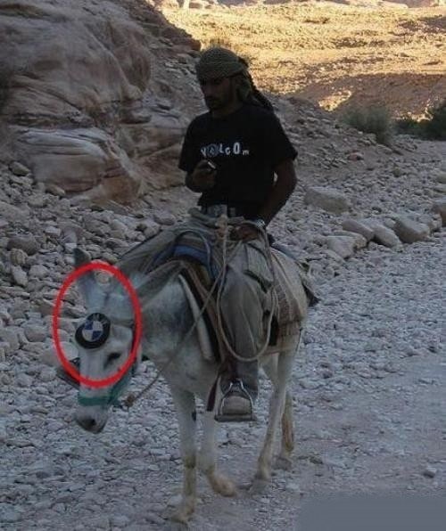 Donkey With BMW Logo Funny Priceless Picture For Whatsapp