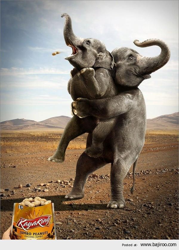 Elephant Kaya King Funny World Ads Image