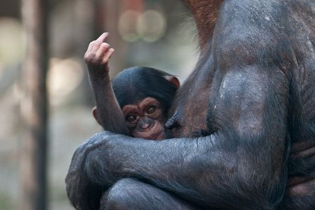 Flip Off Baby Monkey Funny Picture