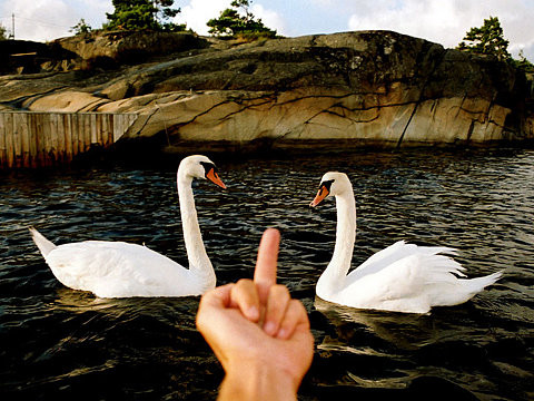 Flipping Off Swans Funny Image