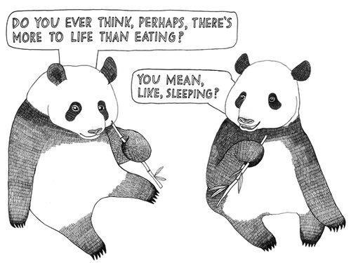 Funny Black And White Panda Bears Talking Picture