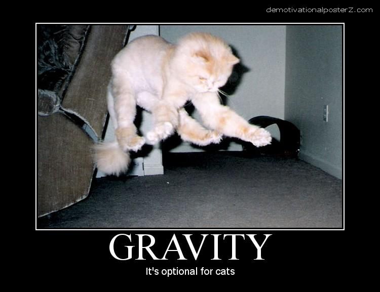 It's Optional For Cats Funny Motivational Picture