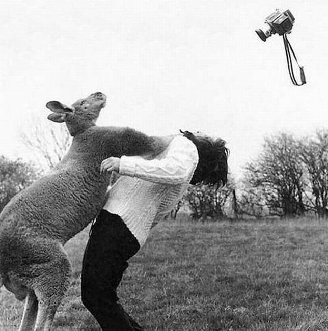 Kangaroo Fighting With Man Funny Black And White Image
