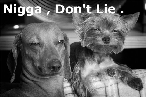 Nigga Don't Lie Funny Black And White Dogs Image