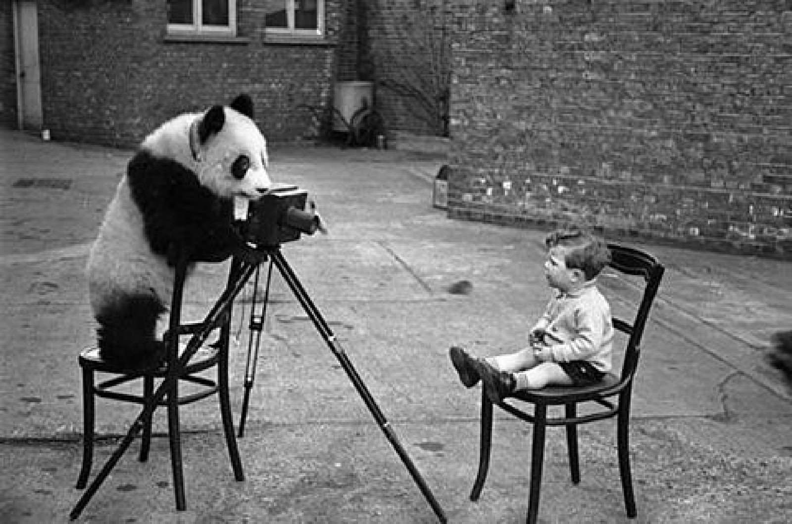 Panda Bear Taking Photo Funny Black And White Image