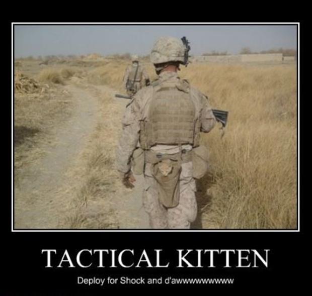 Tactical Kitten Funny Motivational Picture