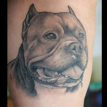 Black And Grey Pitbull Dog Tattoo Design