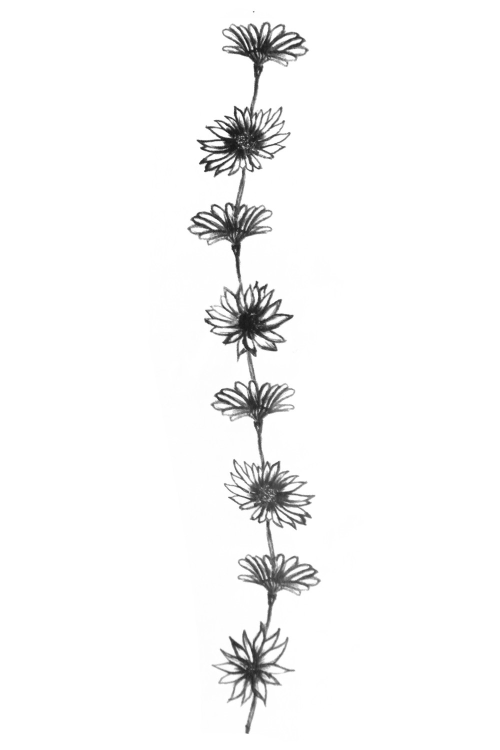 Black Daisy Flowers Tattoo Design