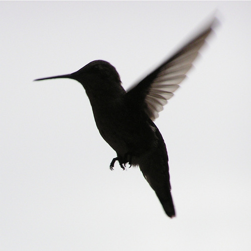 Black Flying Hummingbird Tattoo Design