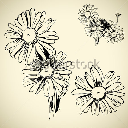 Black Ink Daisy Flower Tattoo Flash