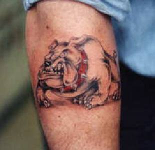 Bulldog Tattoo On Forearm