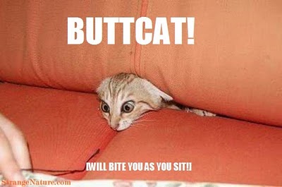 Butt Cat I Will Bite You As You Site Funny Picture