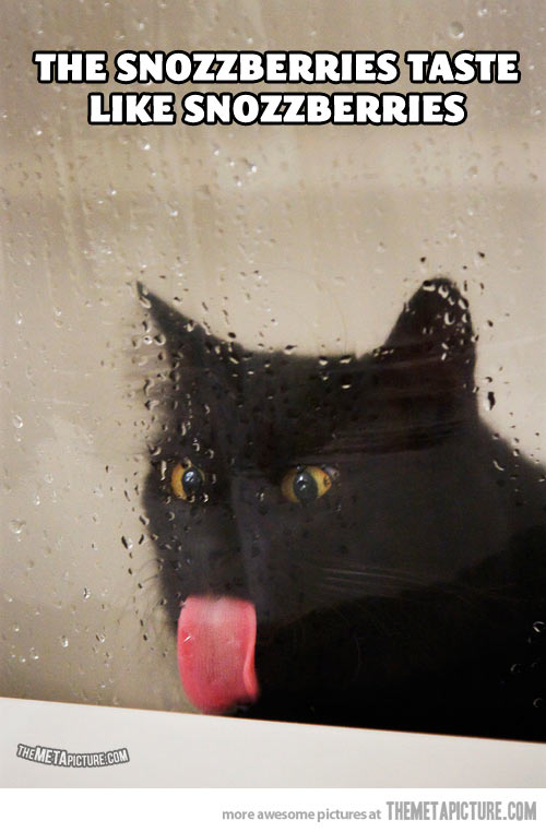 Cat Licking Windows Glass Funny Picture