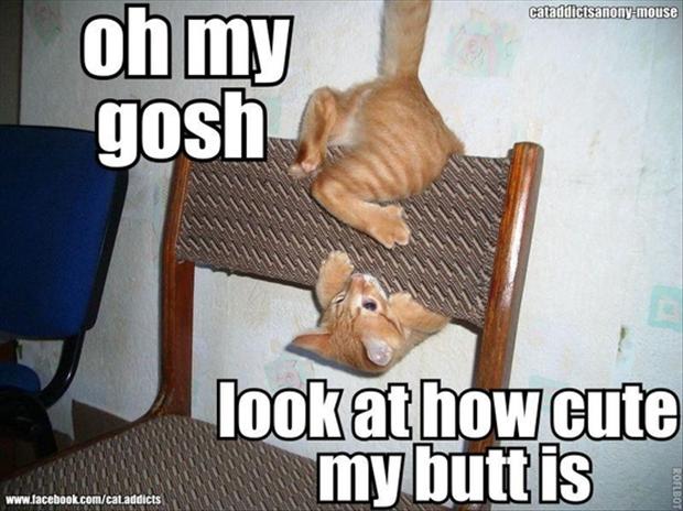 Cat Looking At Own His Butt Funny Photo