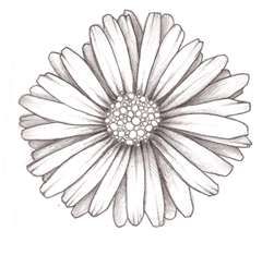 Classic Black And White Daisy Flower Tattoo Design