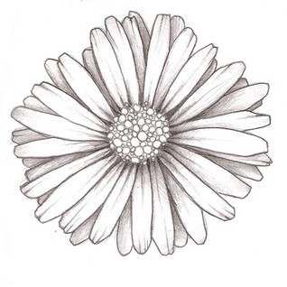 Classic Daisy Flower Tattoo Design