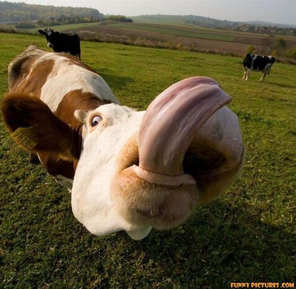 Cow Lick Funny Picture