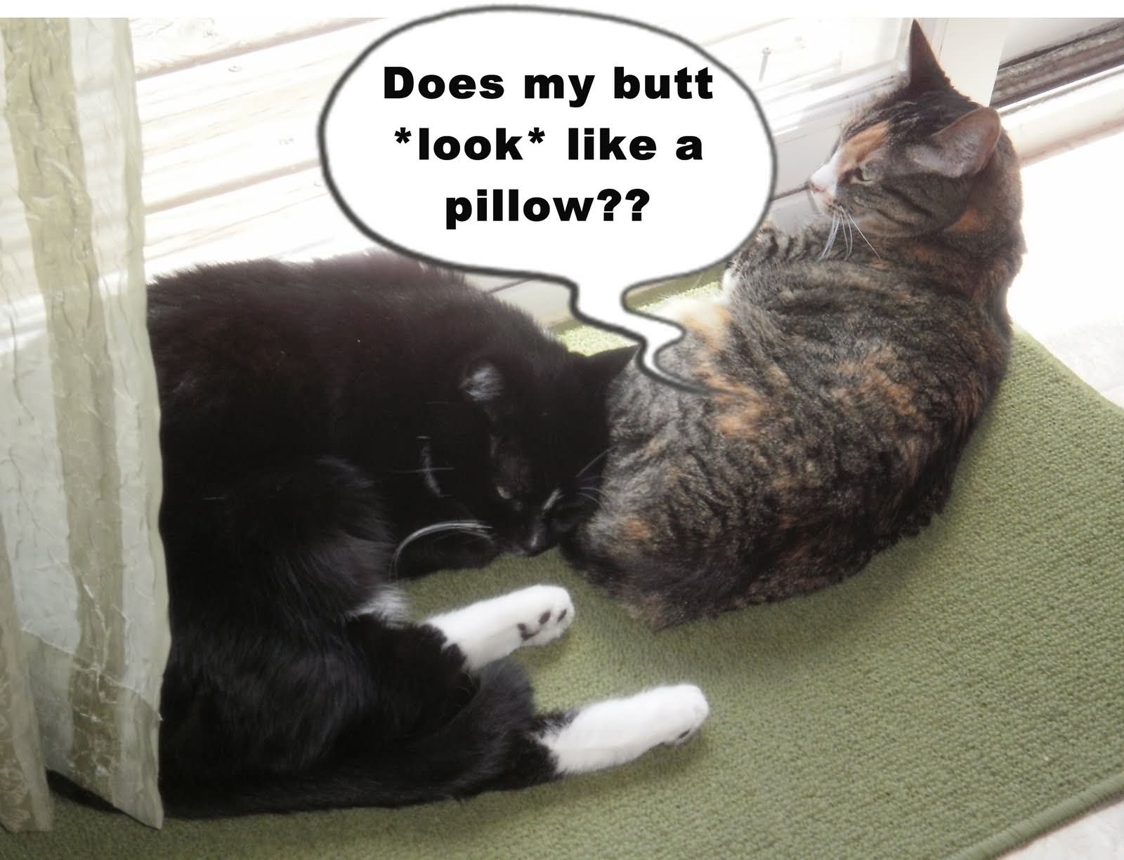 Does My Butt Look Like A Pillow Funny Cats Picture