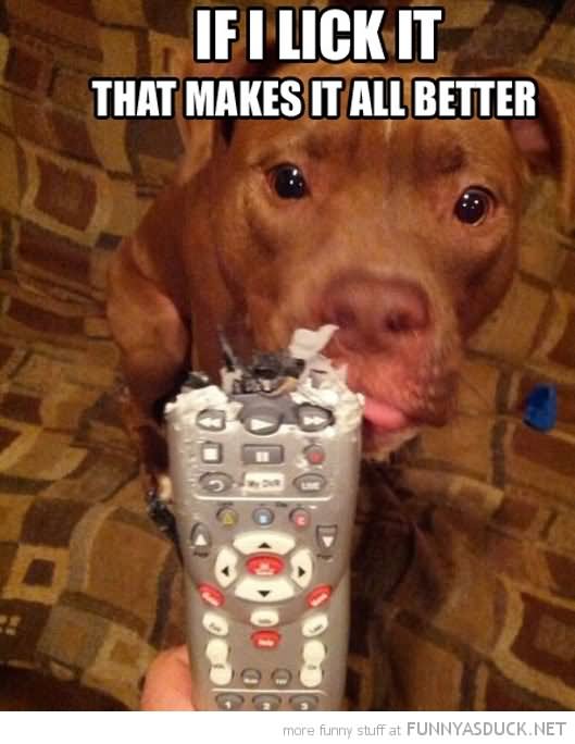 Dog Licking Remote Funny Picture