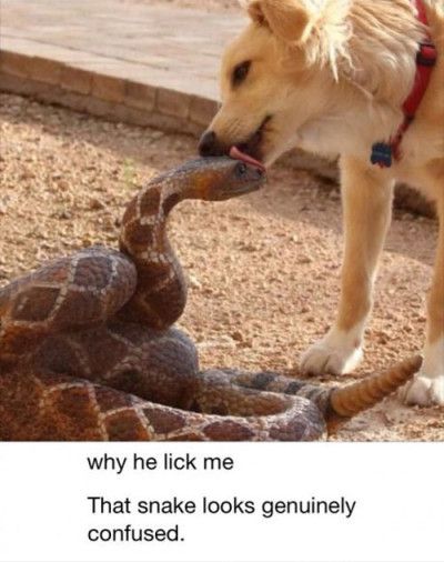 Dog Licking Snake Funny Picture