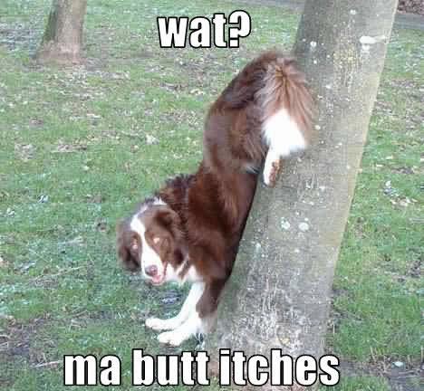 Dog Ma Butt Itches Funny Picture