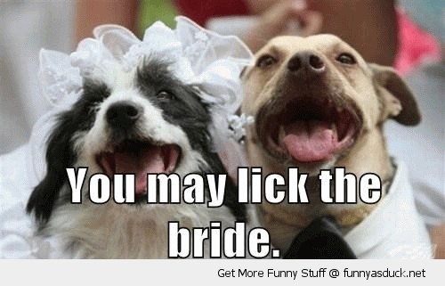 Funny Dog Couple Saying You May Lick The Bride Image