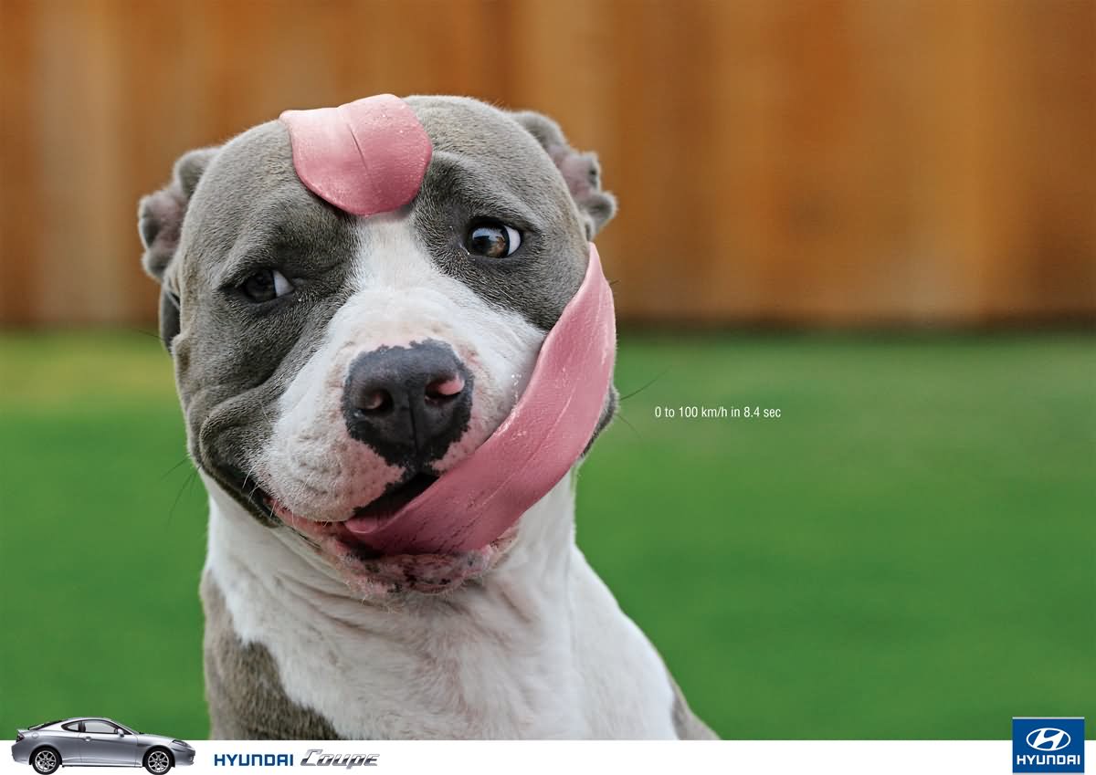Funny Licking Dog Own Face Image