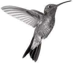 Grey Ink Flying Hummingbird Tattoo Design