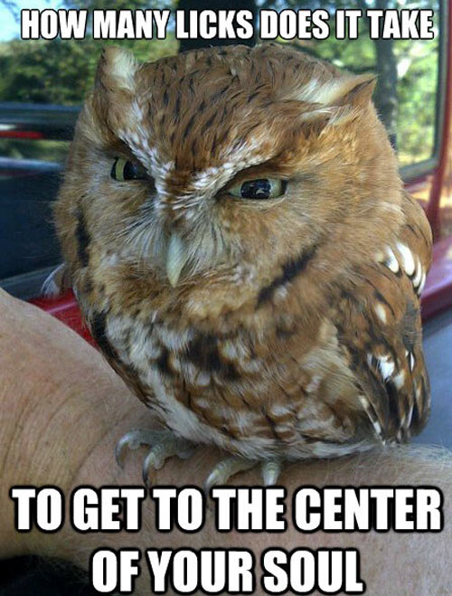 How Many Licks Does It Take Funny Owl Picture