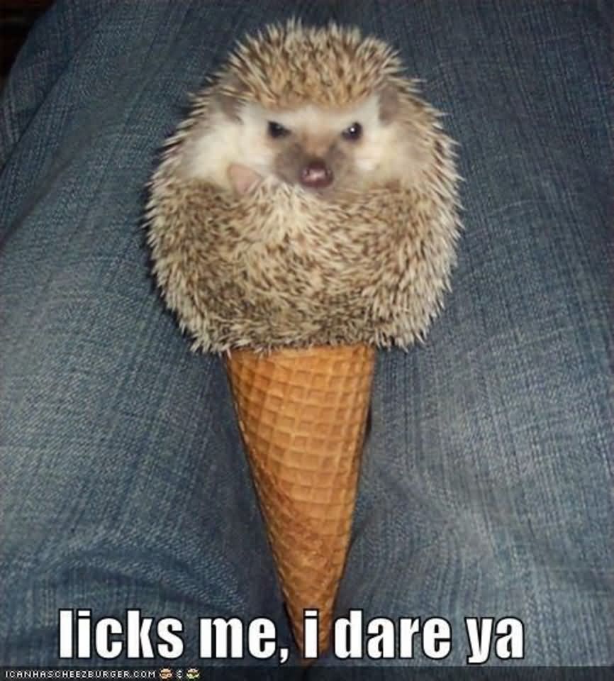 Licks Me I Dare Ya Funny Ice Cream Picture