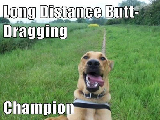 Long Distance Butt Dragging Funny Dog Image