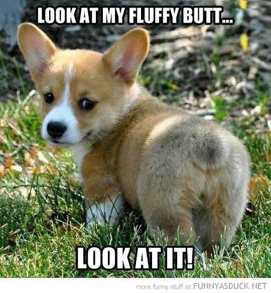 Look At My Fluffy Butt Look At It Funny Image